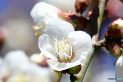 庭に咲いた白梅の花 