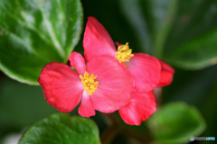 庭に咲いた赤い花 23-228  