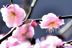 枝垂れ淡い紅梅  
