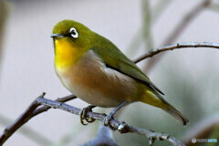 野山の鳥 372