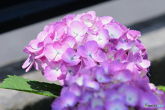 庭に咲いたアジサイの花　