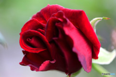 庭に咲いた赤いバラの花  
