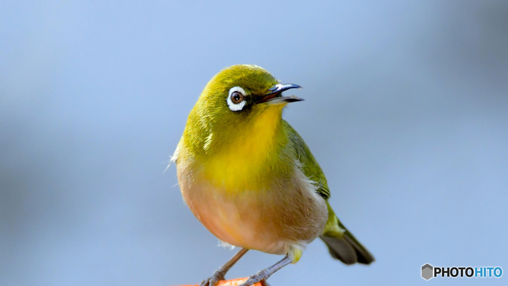 野山の鳥  メジ君