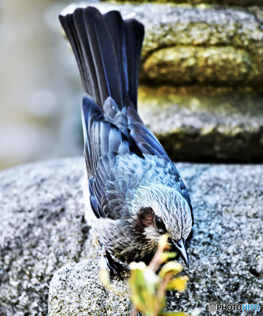 逆立ちの様に見えるヒヨさん 22-161
