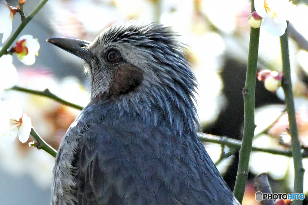 梅の花とヒヨさん