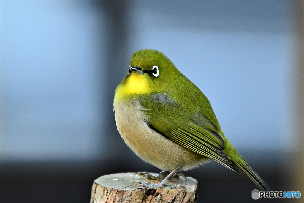 こっちを向いてくれたメジ君 22-203