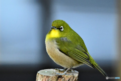 こっちを向いてくれたメジ君 22-203