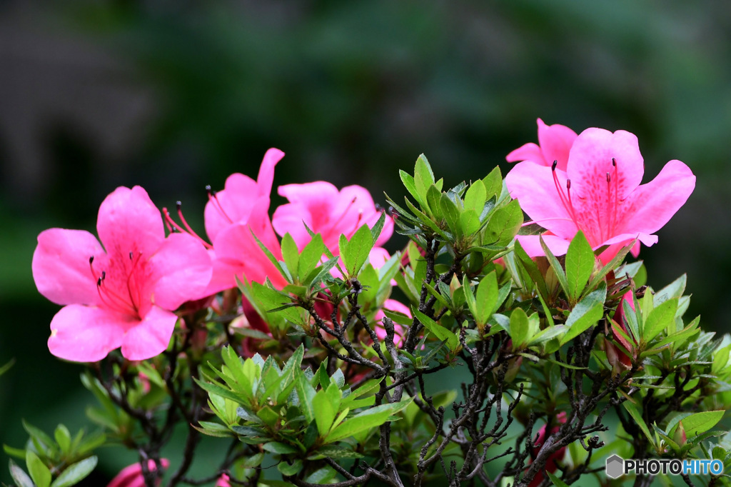 庭に咲いたさつきの花 