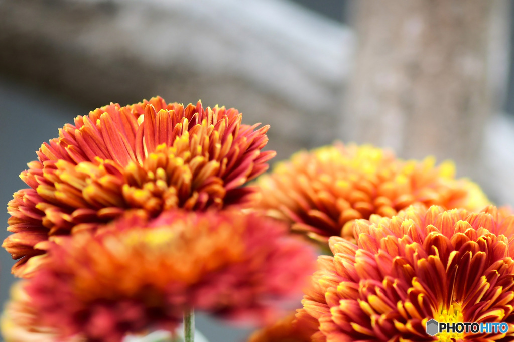 庭に咲いた小菊の花