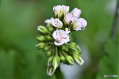 庭に咲いた白い花 22-466