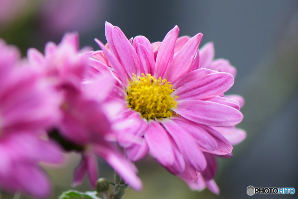冬に咲く菊の花