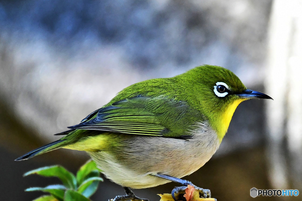 野山の鳥 22-188 メジ君