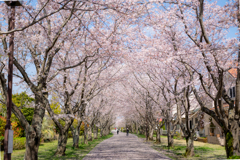 桜咲き乱れる道