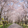 桜咲き乱れる道