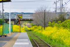 どこまでも続く菜の花