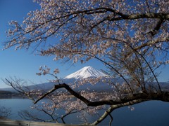 富士山と桜