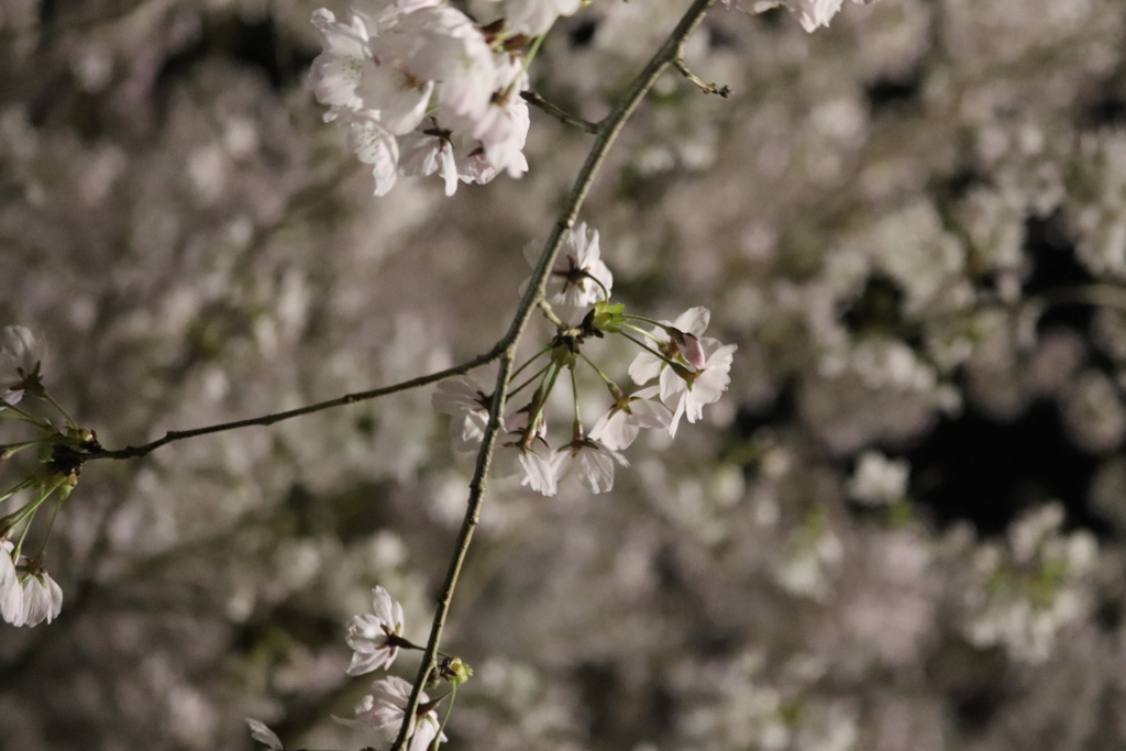 74243EC2-A45F-4C12-92DF-EECE9490F72F