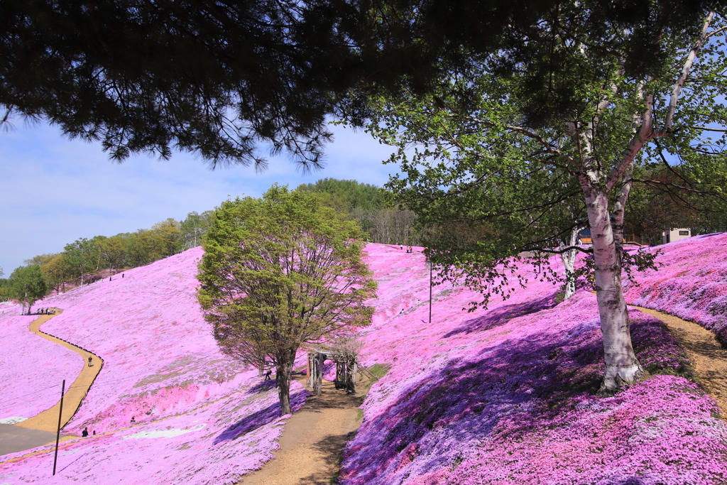 芝桜３