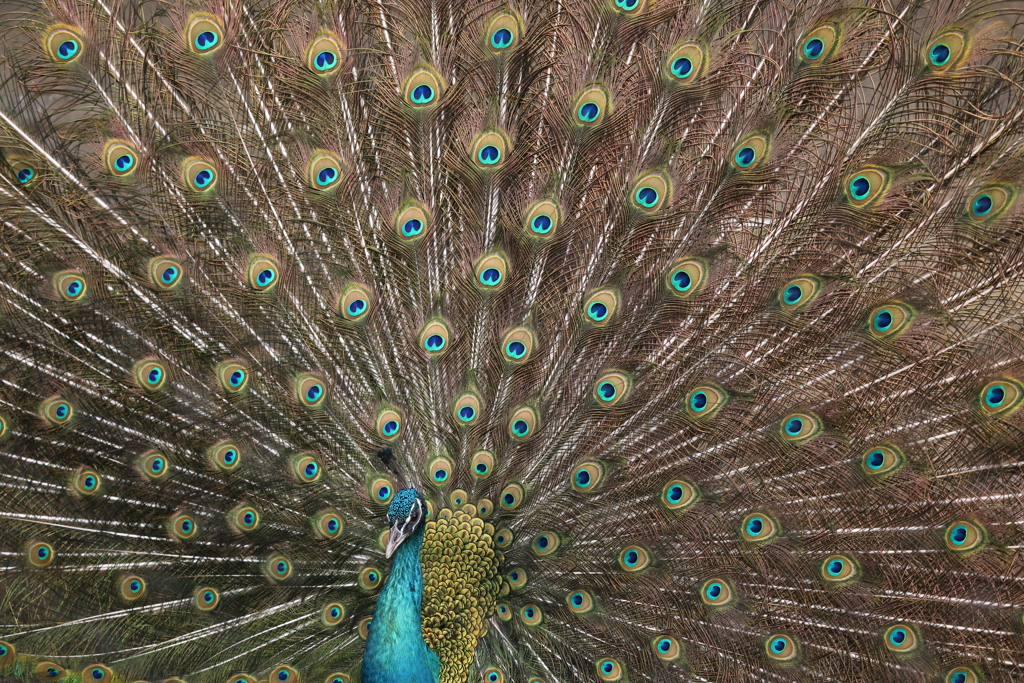 インドクジャク
