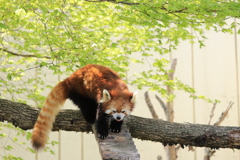 レッサーパンダ１