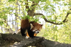レッサーパンダ３