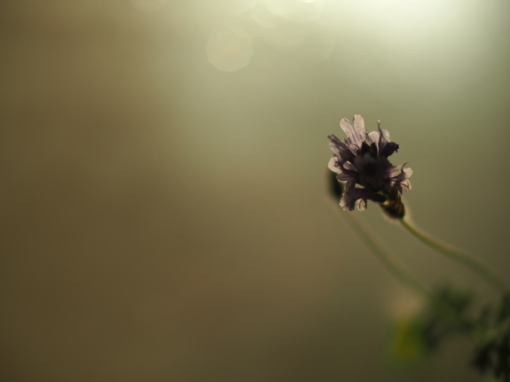house flower