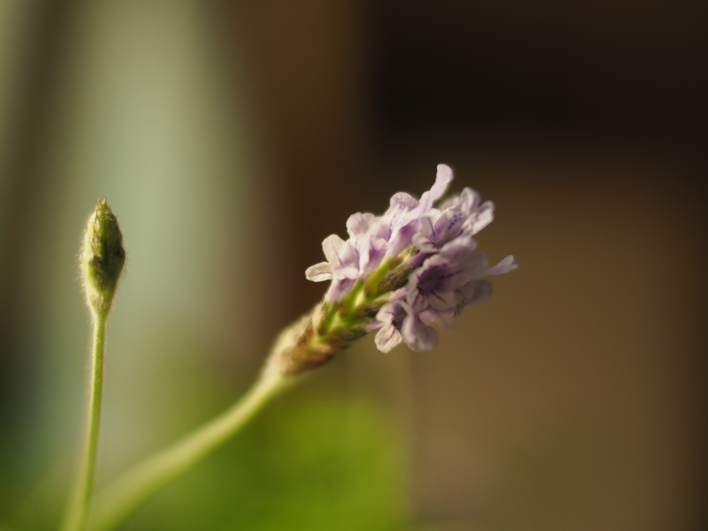 house flower