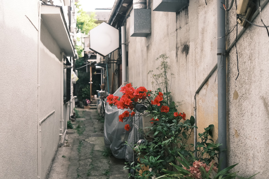 路地裏の花