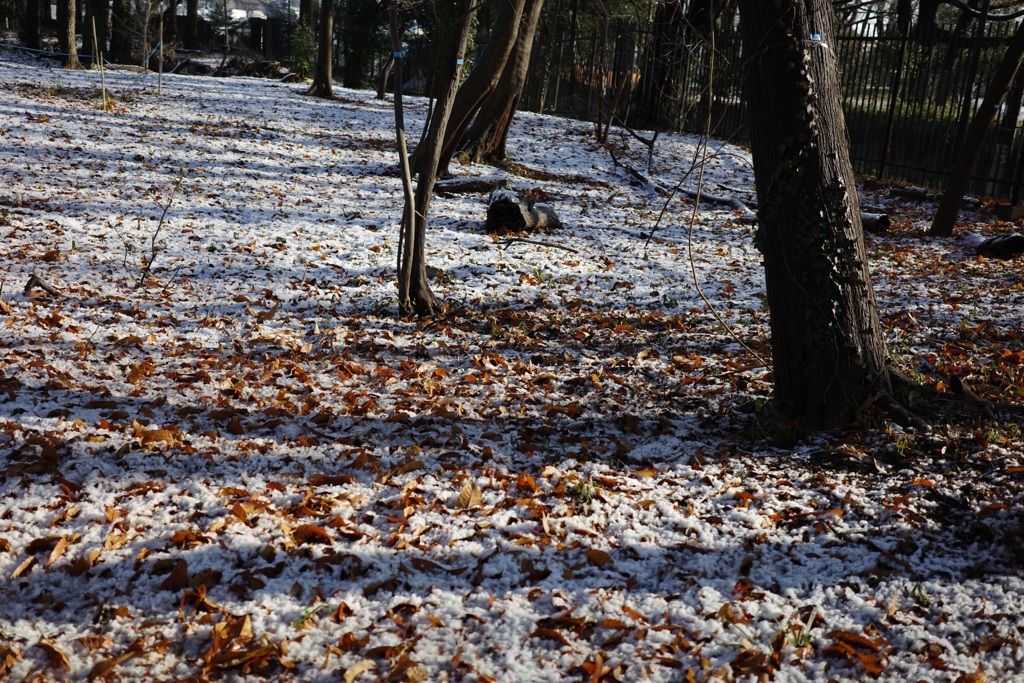 積雪のあと