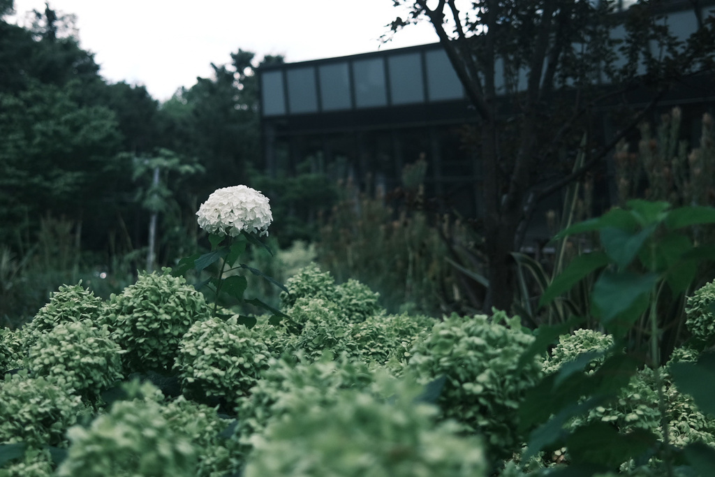 都心の紫陽花