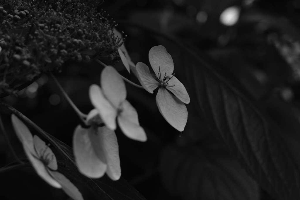 紫陽花