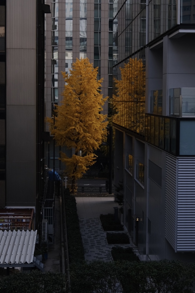 都心の銀杏