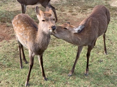 母と子