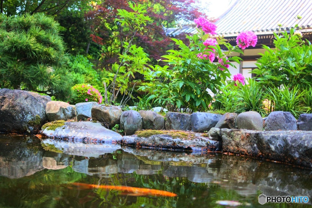 善峯寺の鯉