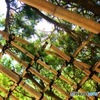 600年の松を支える