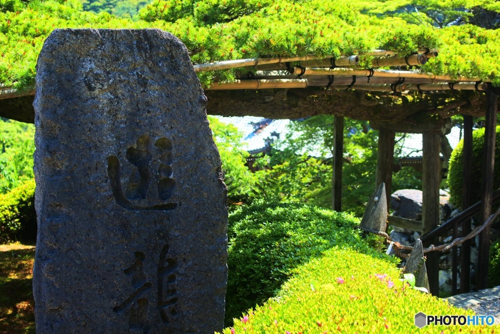 遊龍の松