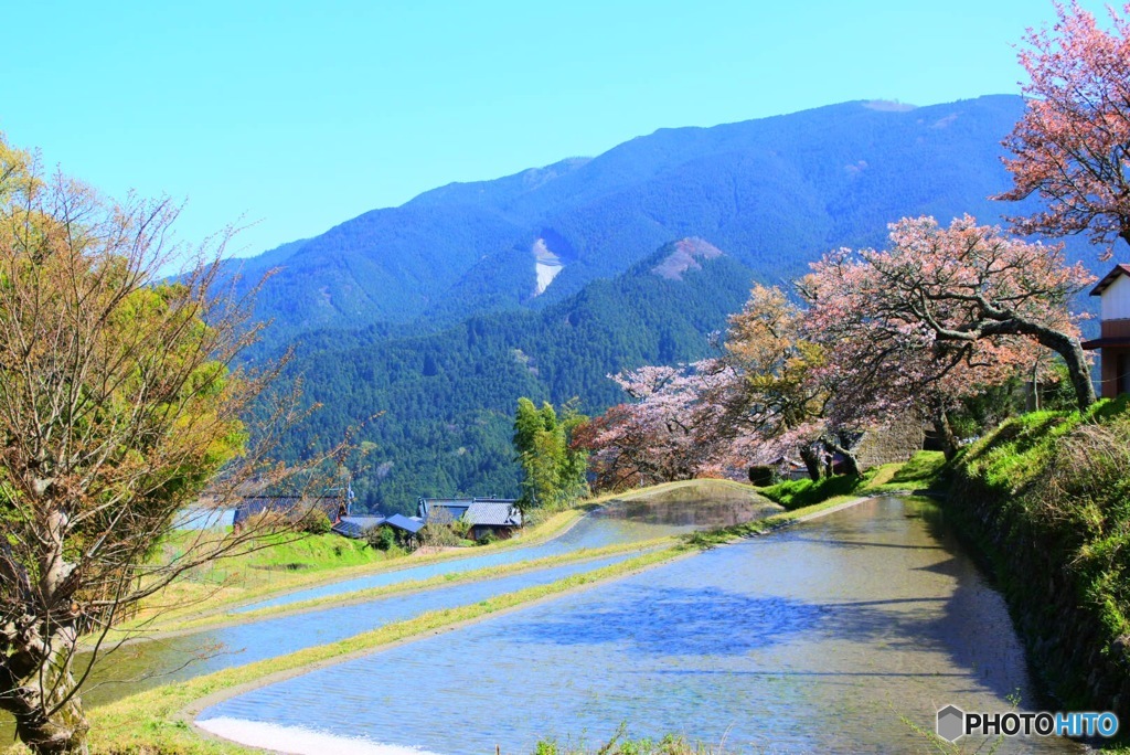 棚田と桜