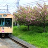 葉桜の脇道