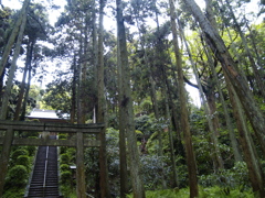 横浜 熊野神社 鳥居と木々
