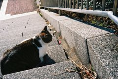 猫