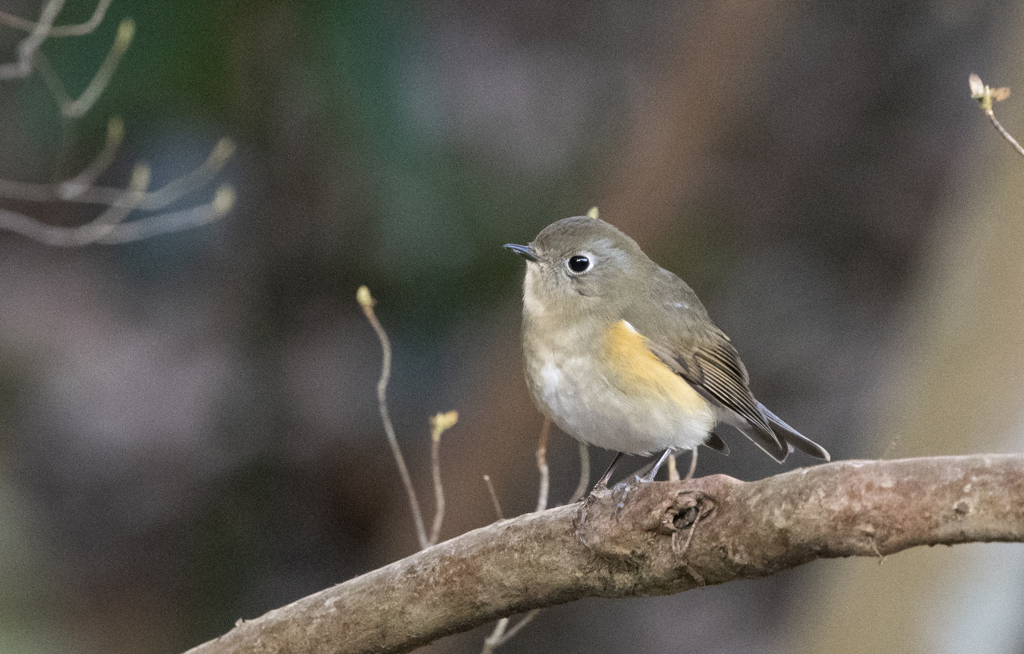 ルリビタキ♀⑤