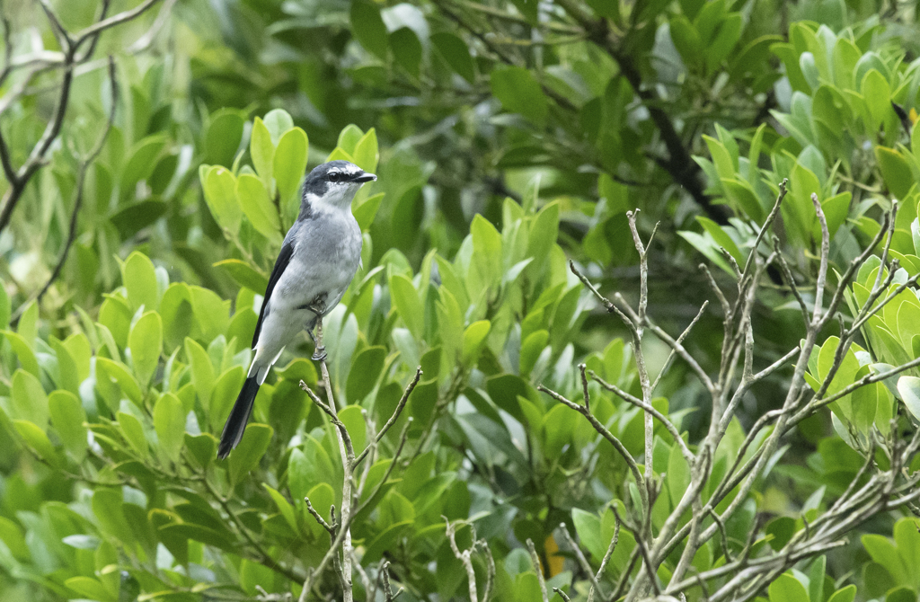 サンショウクイ ②