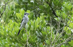 サンショウクイ ②