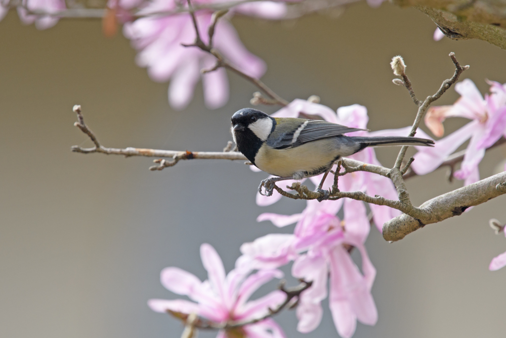 シジュウカラ⑫