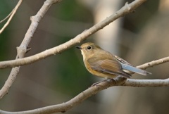 ルリビタキ若♂