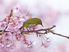 メジロ26 (河津桜にメジロ)