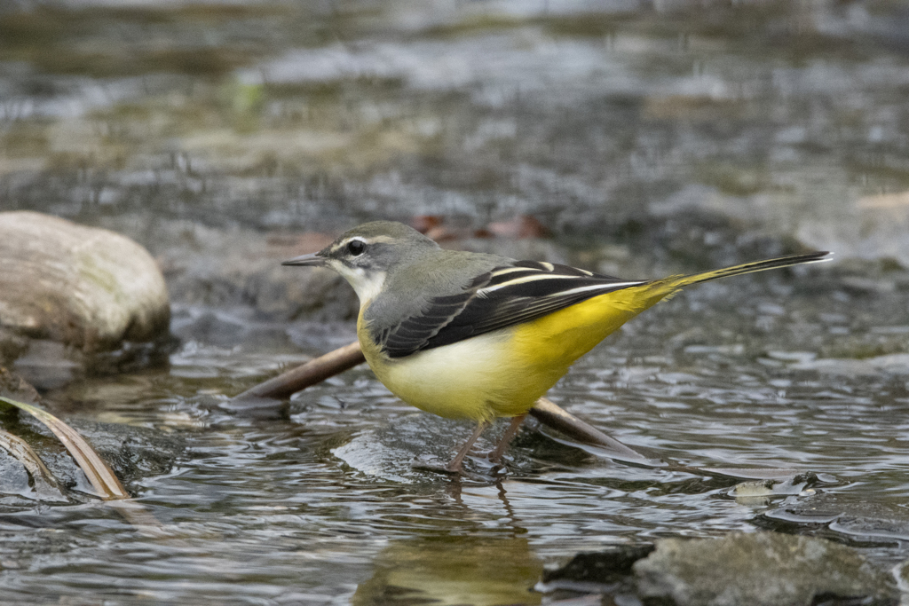キセキレイ♀ ⑪