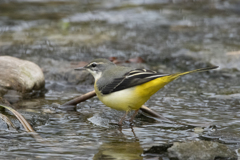 キセキレイ♀ ⑪