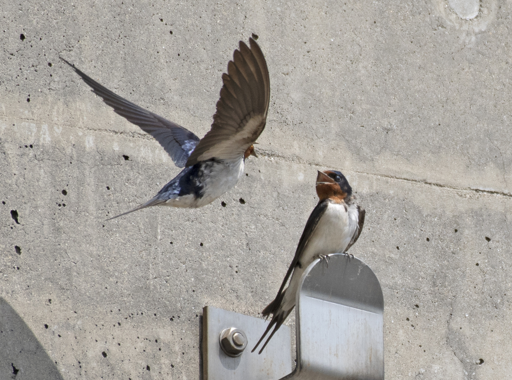 ツバメ 子育て③