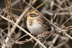 ミヤマホオジロ♀ ②